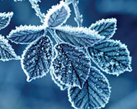 frost-9