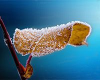 intelligent-defrost-22