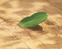 nature-10