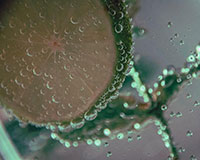 steril-air-2